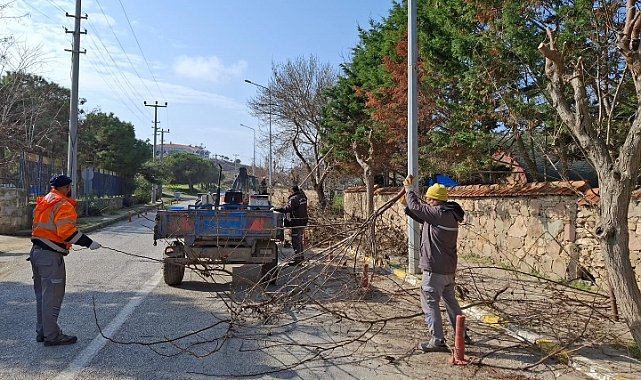 Bozcaada’da ağaçlar budanıyor