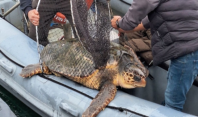 Çanakkale'de caretta caretta kurtarıldı