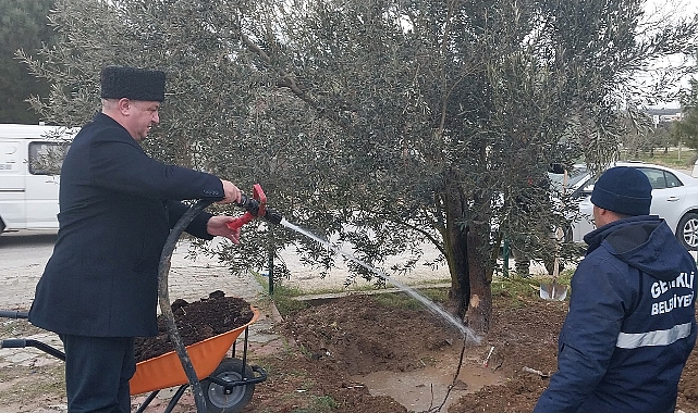 Geyikli Belediyesi, Gündüz Bakımevi Bahçesini zeytin ağaçlarıyla zenginleştiriyor