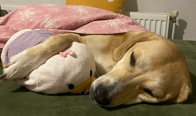 Köpekler Üşür mü?