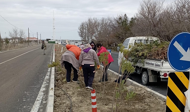 Kuzulimanı'na zakkum ağaçları dikildi