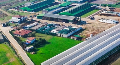 Trakya’nın İlk Sütçü İnek Mezatı Evreşe’de Gerçekleşecek!