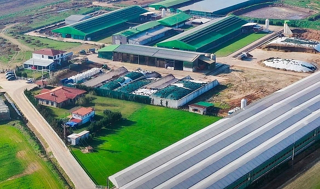 Trakya’nın İlk Sütçü İnek Mezatı Evreşe’de Gerçekleşecek!