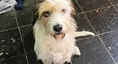 Çanakkale'de sokak köpekleri için yuva arayışı başladı
