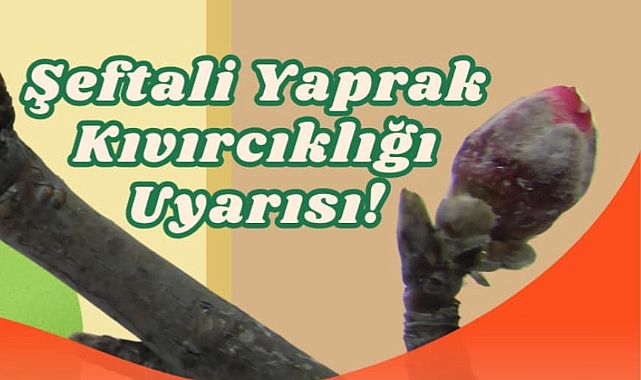 Çanakkale Tarım Müdürlüğü'nden Şeftali Yaprak Kıvırcıklığına Karşı İlaçlama Uyarısı