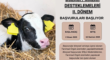 Hayvancılıkla uğraşanlar dikkat! Buzağı desteklemeleri için başvurular başlıyor!