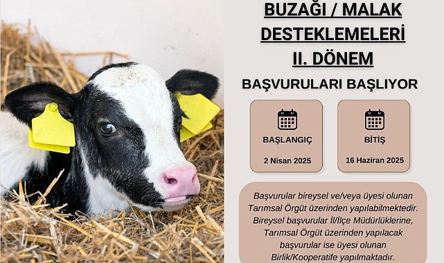 Hayvancılıkla uğraşanlar dikkat! Buzağı desteklemeleri için başvurular başlıyor!