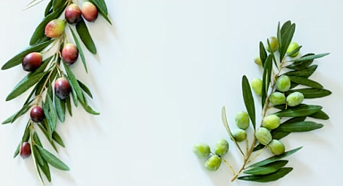 Zeytin Yaprağının Mucizesi