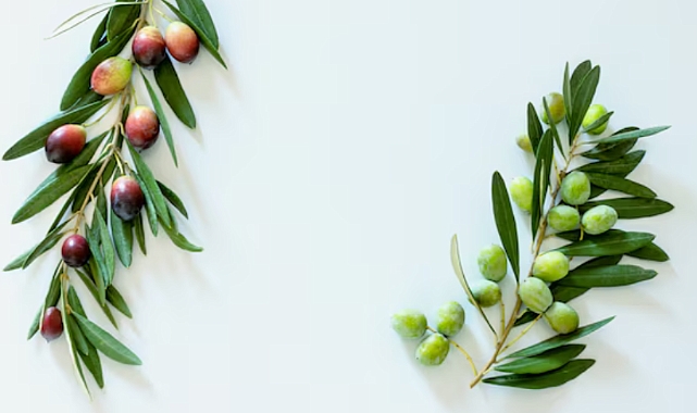 Zeytin Yaprağının Mucizesi