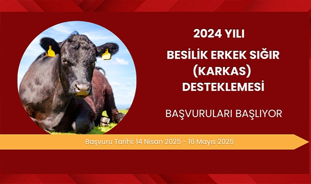 2024 yılı Besilik Erkek Sığır (Karkas) Desteği başvuruları başlıyor