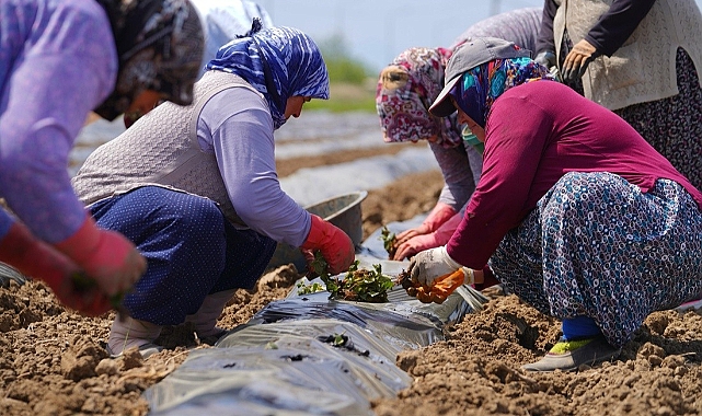 Ayvalık’ta kadın emeğiyle çilek tarlasından reçel mutfağına