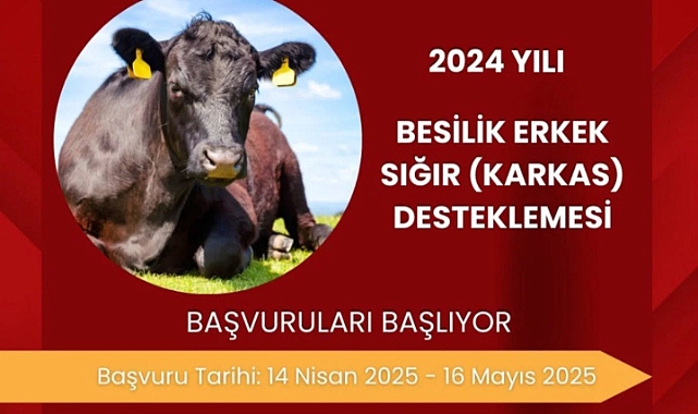 Besilik erkek sığır destekleme başvuruları başladı