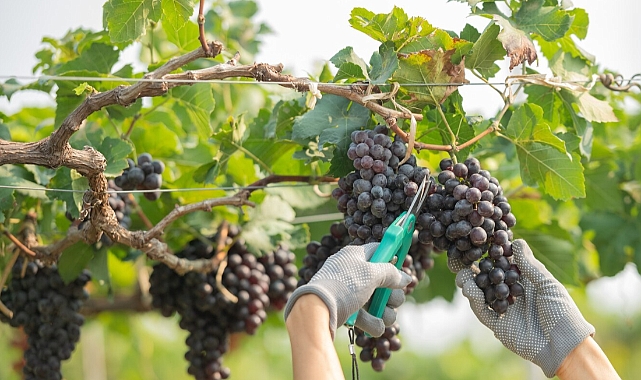 Bozcaada'da bağcılık eğitim toplantısı düzenleniyor