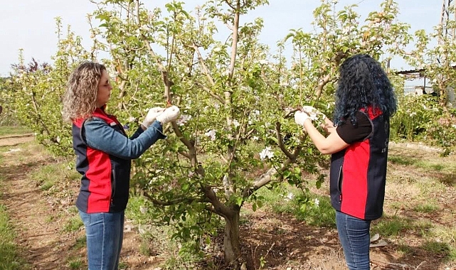 Çanakkale'de elma iç kurduna karşı biyoteknik mücadele yaygınlaşıyor