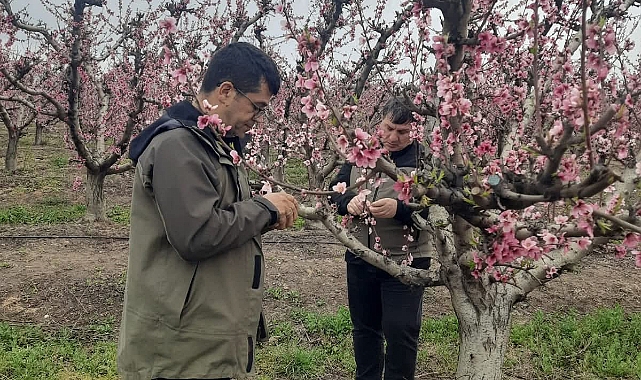Çanakkale’de Zirai Don zararına yönelik hasar tespit çalışmaları aralıksız sürüyor
