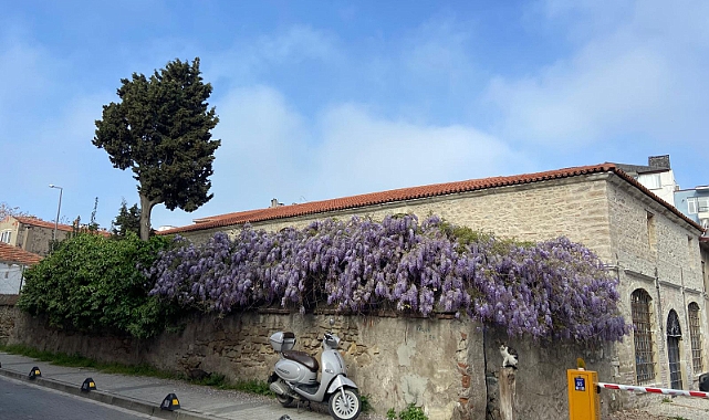 Çanakkale'nin sokakları mor salkım ile renklendi