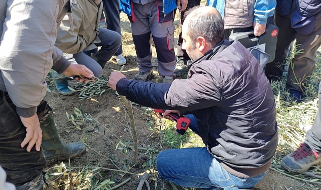 Eceabat’ta üreticilere uygulamalı zeytin budama ve aşılama eğitimi verildi