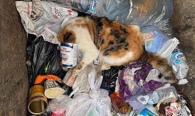 Keskin konserve kutuları sokak hayvanlarını yaralıyor
