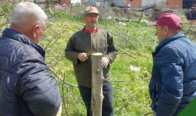 Yenice'de çiftçilere ceviz aşılama eğitimi verildi