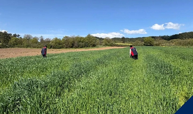 Yenice'de süne mücadelesi