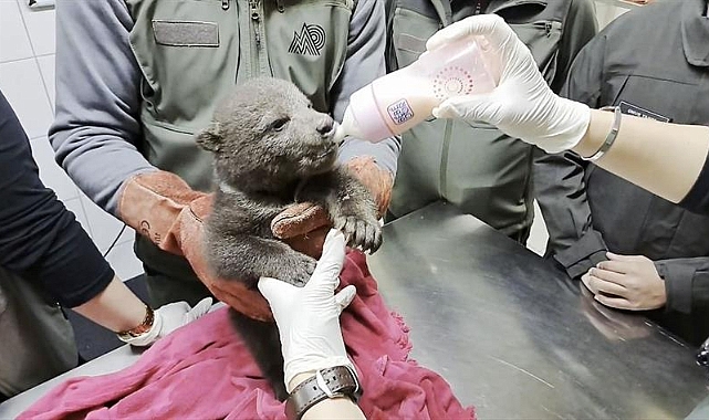 Yenice ormanlarında bulunan yavru boz ayı “Bulut” koruma altına alındı
