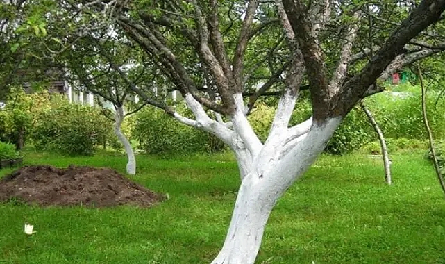 Ağaç gövdelerine neden kireç sürülür? Bu konuya uzmanların bakış açısı ne?