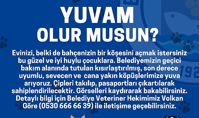 Bozcaada Belediyesi'nden patili dostlar için yuva çağrısı