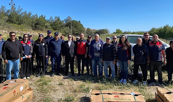 Bozcaada'da %50 hibe destekli zeytin fidanları dağıtıldı