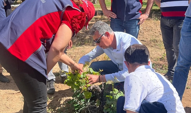 Çanakkale’de Don Hasarı Sonrası Bağlarda Saha Tespit ve Eğitim Çalışmaları Devam Ediyor