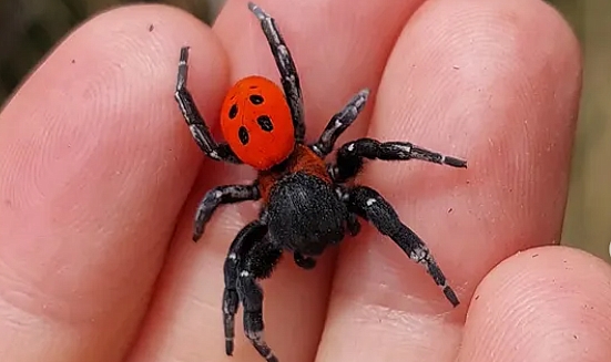 Çanakkale'de nadir rastlanan Uğur Böceği Örümceği görüldü