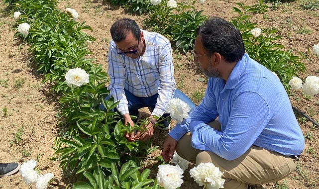 Çanakkale’de Şakayık Çiçeği Üretimi İhracatla Büyüyor!