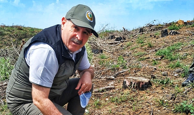 Çanakkale Orman Bölge Güzelyalı'da çam ağaçlarının kesimini durdurdu