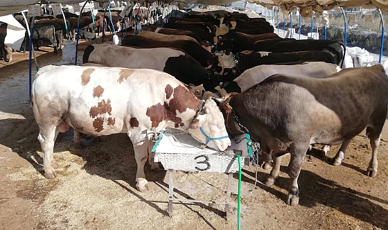 Kurban Bayramı öncesi kritik uyarı! Bu hayvanların alım satımı ve kesimi yasaklandı!