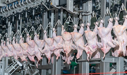 Tavuk eti üretiminde mart ayında yüzde 13'lük artış