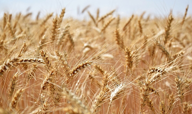 TMO, buğday ve arpa alımına 12 Mayıs’ta başlıyor