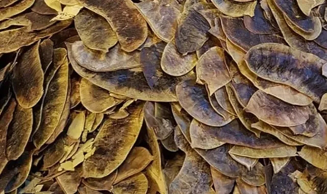 Açlık Otu Nedir? Faydaları, Kullanımı ve Dikkat Edilmesi Gerekenler