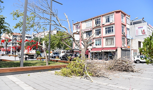 Çanakkale'de riskli ağaçlar yenileniyor