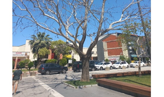 Çanakkale'de riskli ağaçların yerine yenileri dikildi