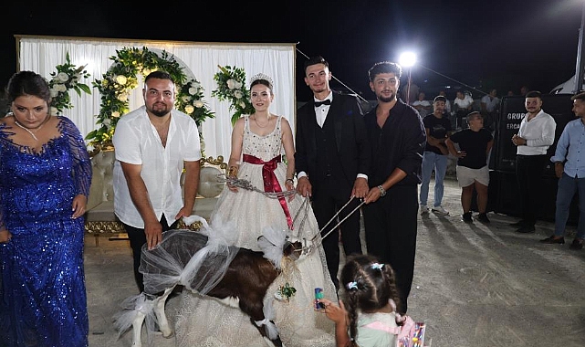 Ayvacık'ta damada buzağı hediye edildi