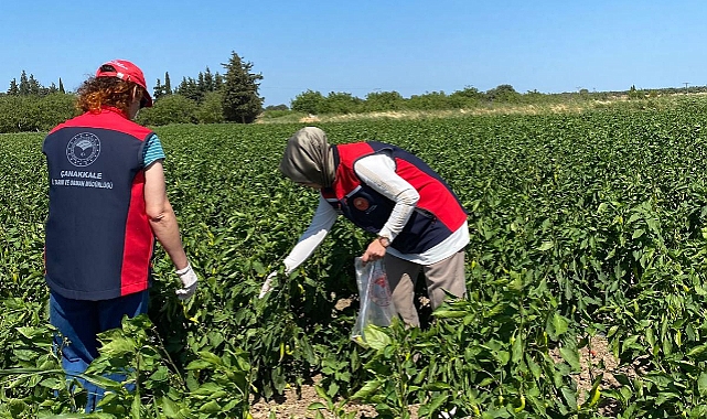 Çanakkale’de ruhsatlı pestisit kullanımına yönelik denetimler başladı