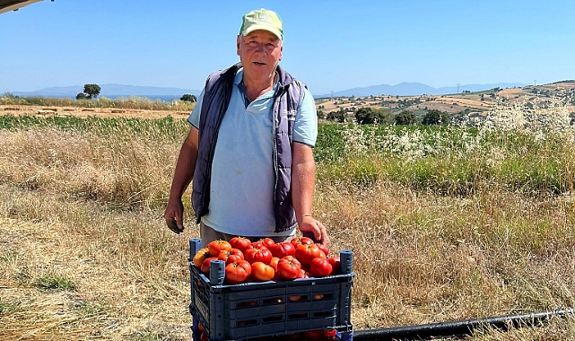 Hacıpehlivan’da domates sezonu başladı