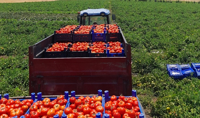 Hacıpehlivan Köyü’nde domates hasadı devam ediyor