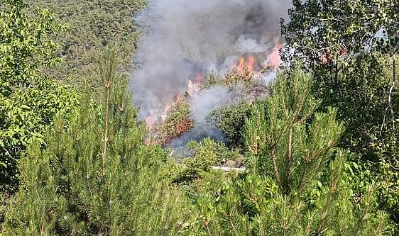 Karabük'te orman yangını çıktı