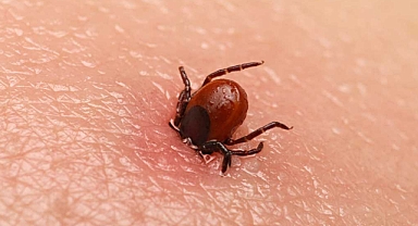 Kenelerin Kaçtığı Doğal Mucize: Bu Bitki Kokusuyla Keneler Size Uğramıyor!