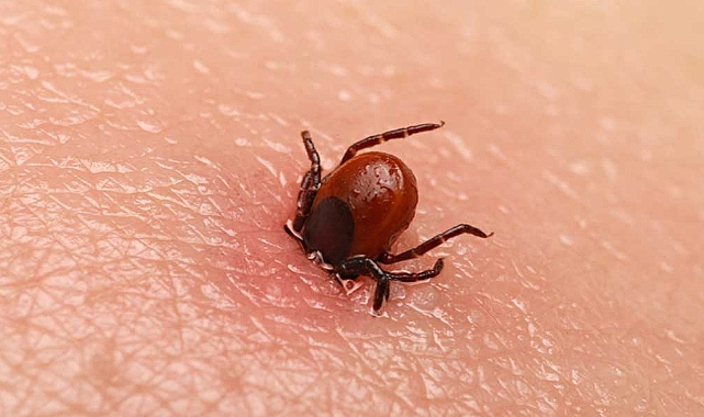 Kenelerin Kaçtığı Doğal Mucize: Bu Bitki Kokusuyla Keneler Size Uğramıyor!