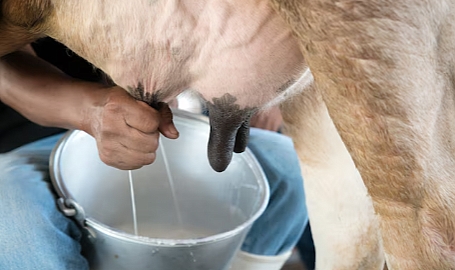 Mayısta 999 Bin Ton Süt Toplandı, Üretimde Dalgalanma Sürüyor