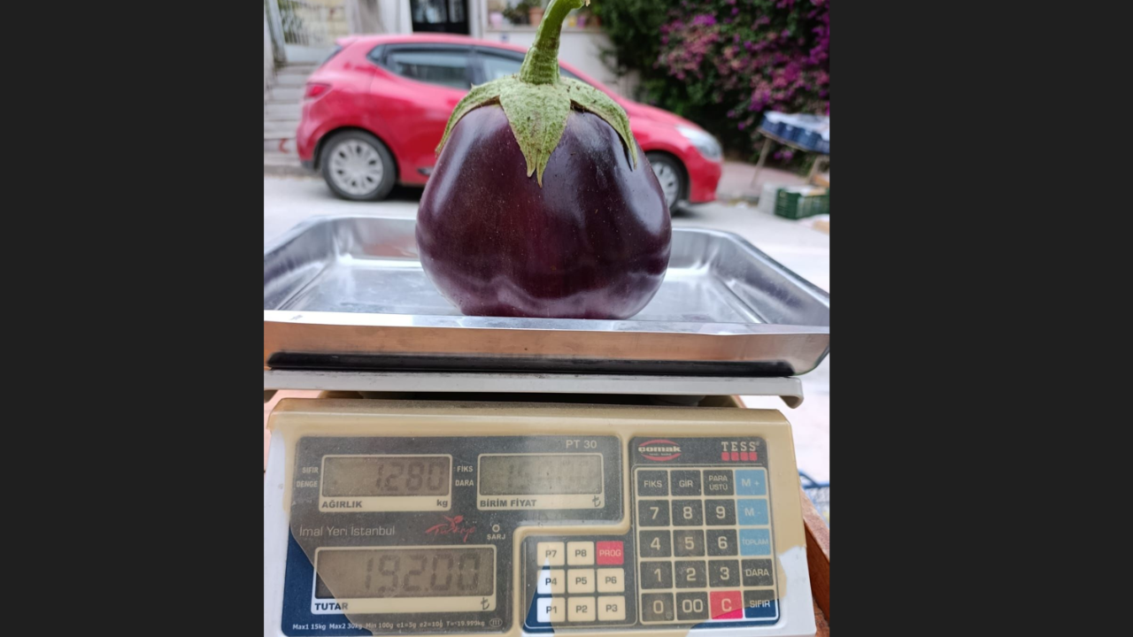 Biga’da yetişen dev patlıcan 1 kilo 280 gram geldi