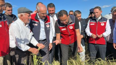 Çanakkale’de damla sulamayla çeltik hasadı başladı