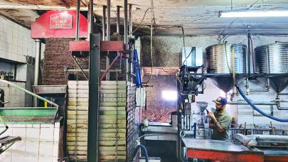 Türkiye’nin En Özel  Erken Hasat Zeytinyağını Geleneksel Taş Baskı ile Üretiyor: Tadını Bilen Bir Daha Vazgeçemiyor