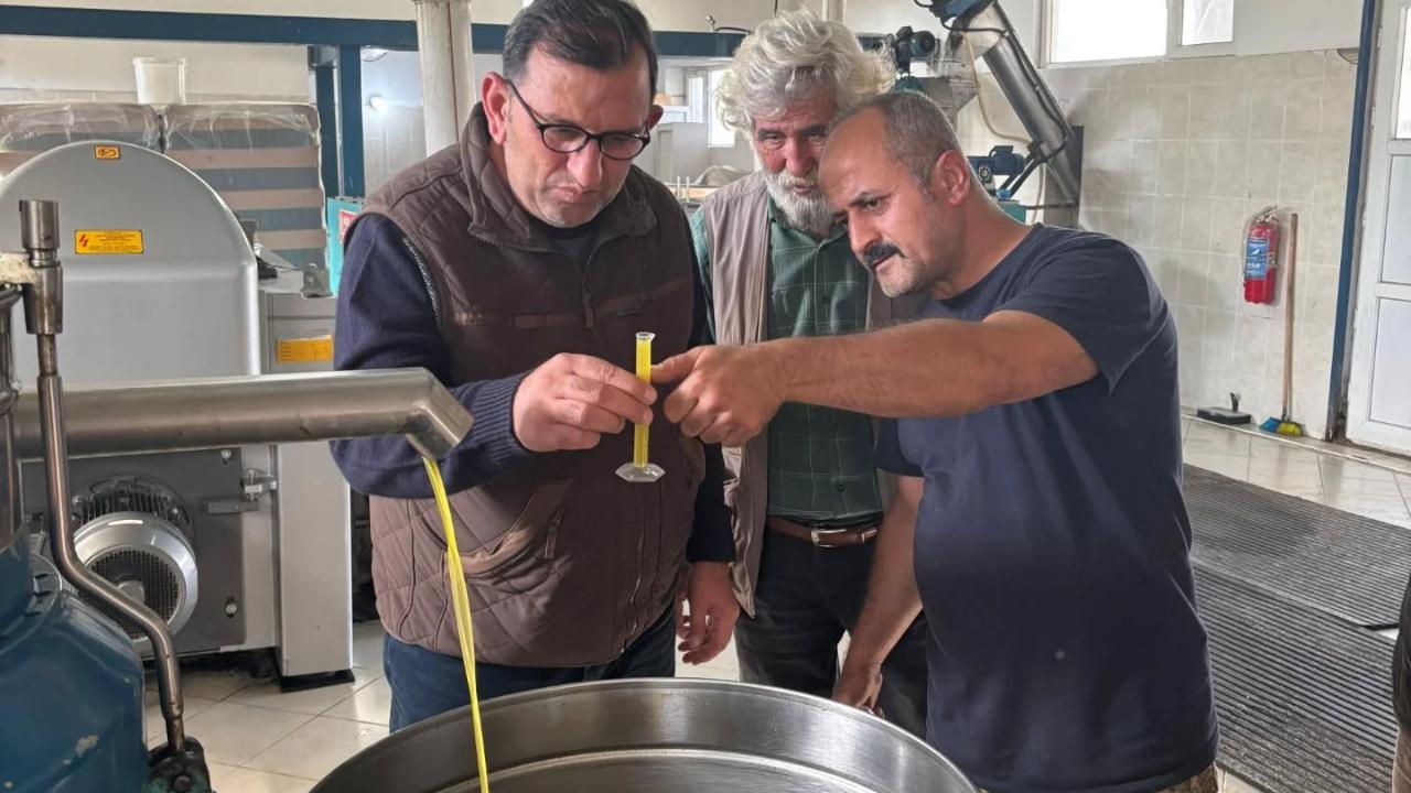 Gökçeada'da zeytin hasadı